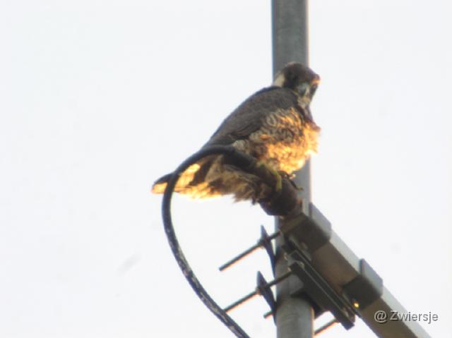 IMG_0366.JPG - Juveniel op antenne