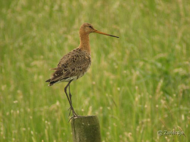 IMG_0071.JPG - Grutto