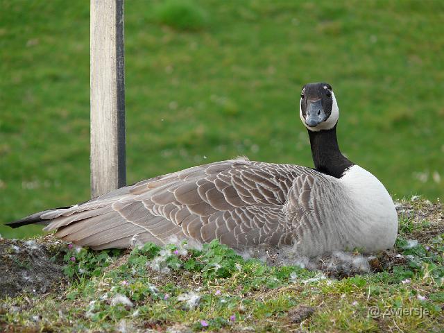 P1000546.JPG - Canadese Gans