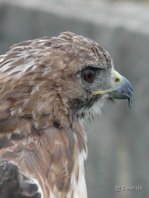 P1020836.JPG - Roodstaartbuizerd