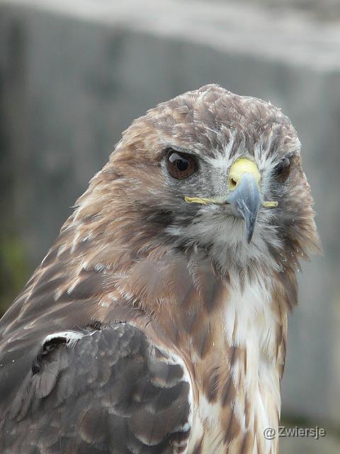 P1020837.JPG - Roodstaartbuizerd