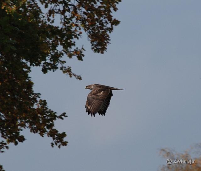 jalbum2.JPG - Buizerd in Duiven